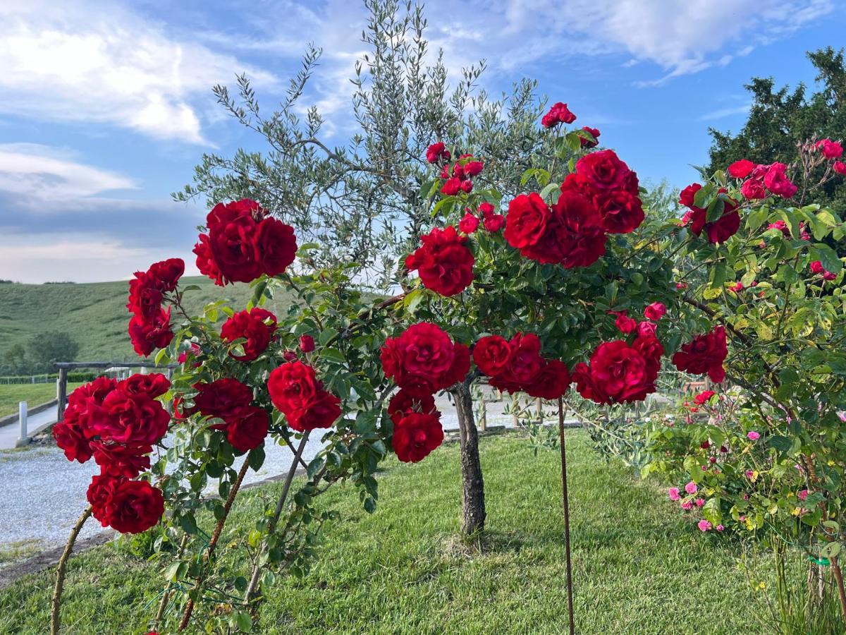 Masso Alle Rose Di Santarsiero Serena Монтайоне Экстерьер фото